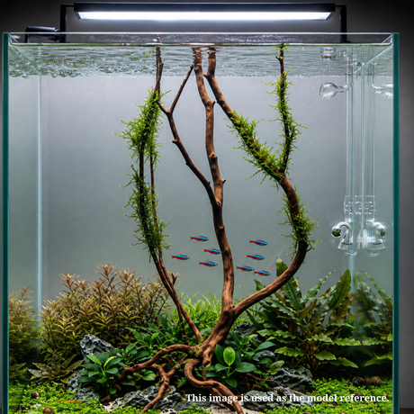 Stem Driftwood SD7 | L*W*H = 19*16*54 Inches
