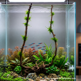 Stem Driftwood SD8 | L*W*H = 18*13*58 Inches
