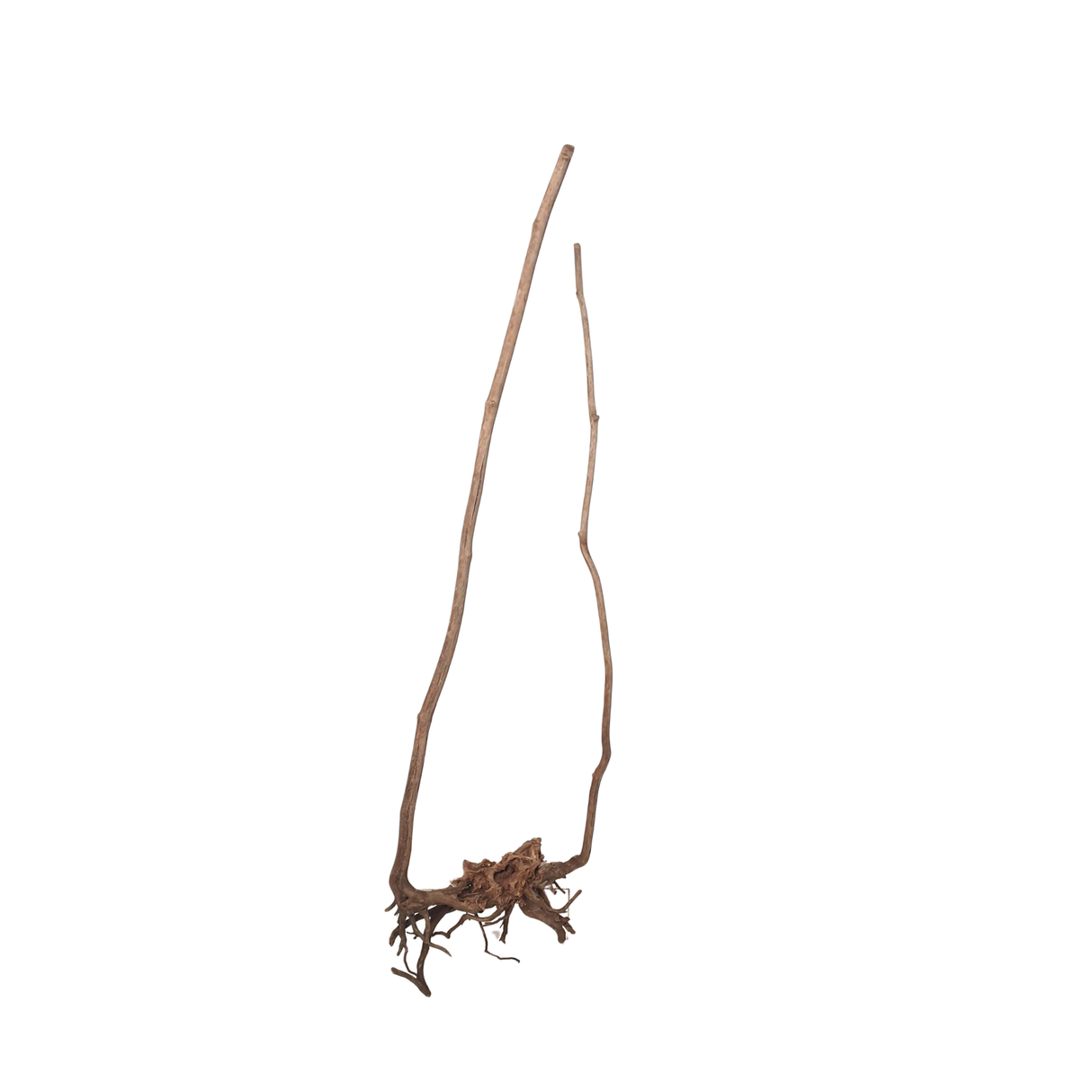 Stem Driftwood SD8 | L*W*H = 18*13*58 Inches