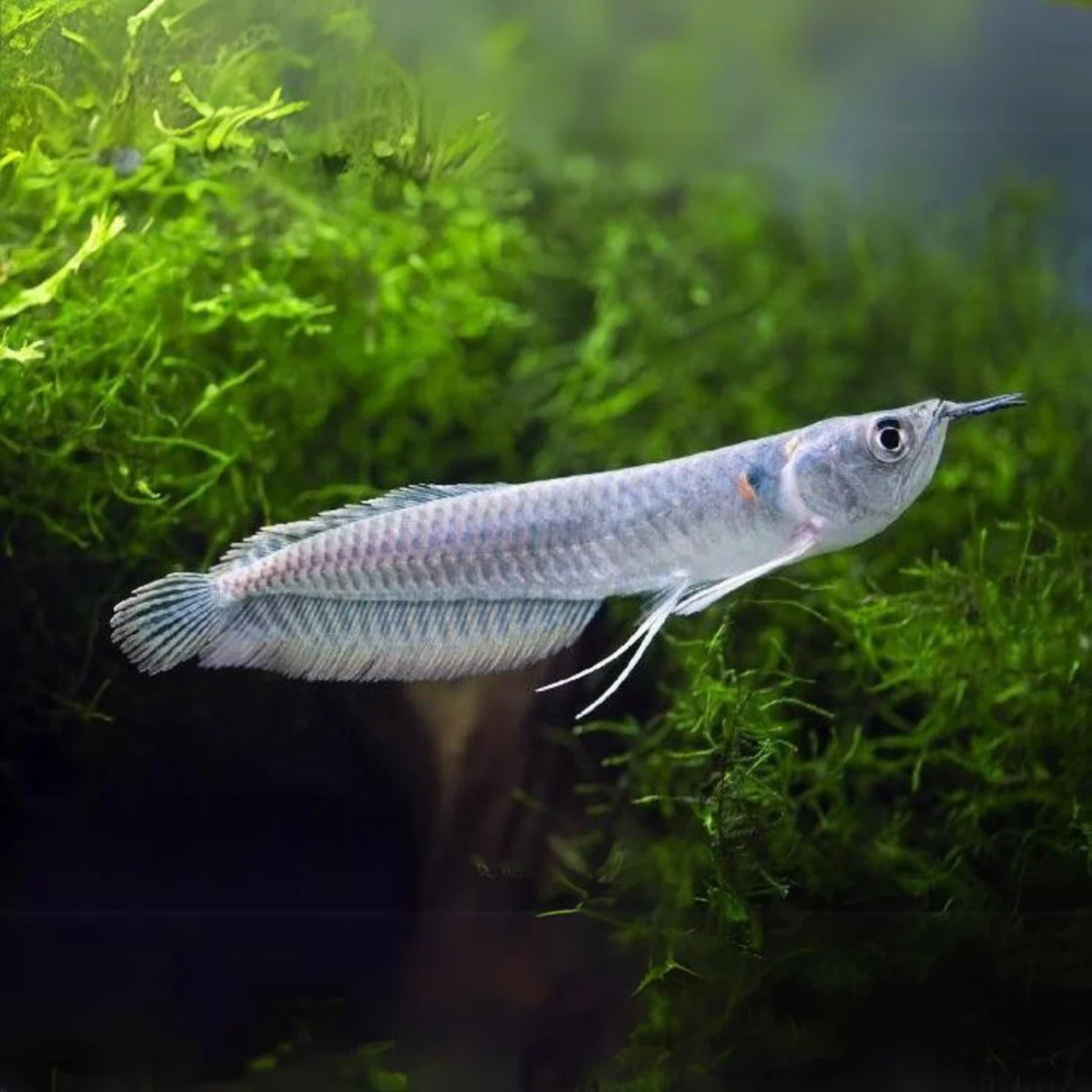 Live Fish Silver Arowana (3-4 Inches)