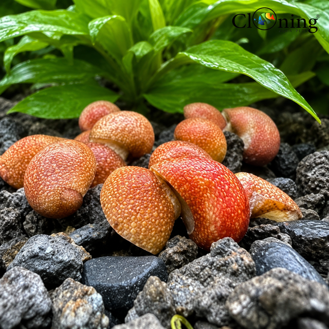 Red and orange succulent plant on dark gravel with green leaves in the background