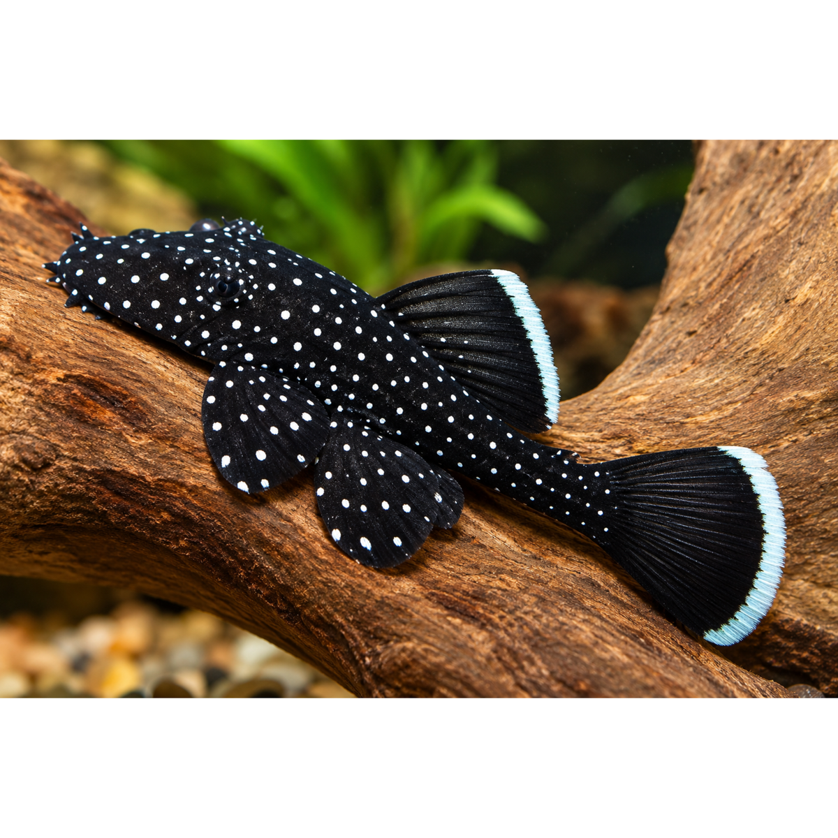 Live Fish Algae Eater Star light Pleco L-183 Model (2 Inches) | Single