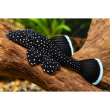 Live Fish Algae Eater Star light Pleco L-183 Model (2 Inches) | Single
