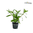 Potted plant with a white background and 'Cloning' logo.