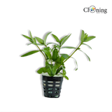 Potted plant with a white background and 'Cloning' logo.