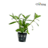 Buy 3 Plants Only 100