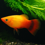 Live Fish Platy