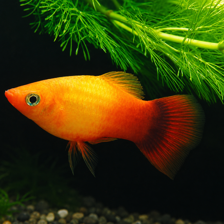 Live Fish Platy