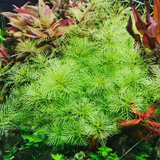Sreepadma C73 Myriophyllum Mattogrossense | TC Live Plants