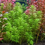 Sreepadma C73 Myriophyllum Mattogrossense | TC Live Plants