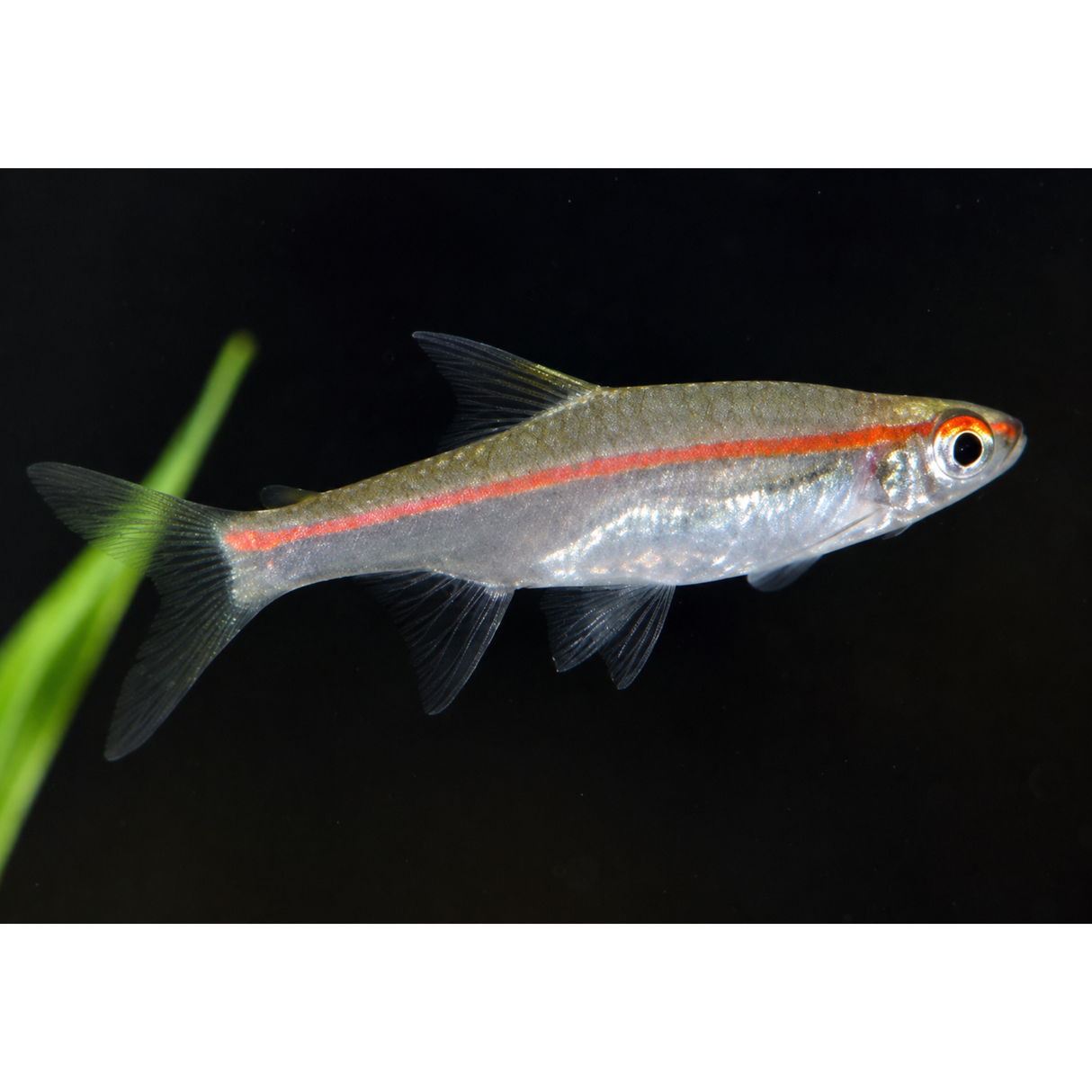 Live Fish Trigonopoma | Single