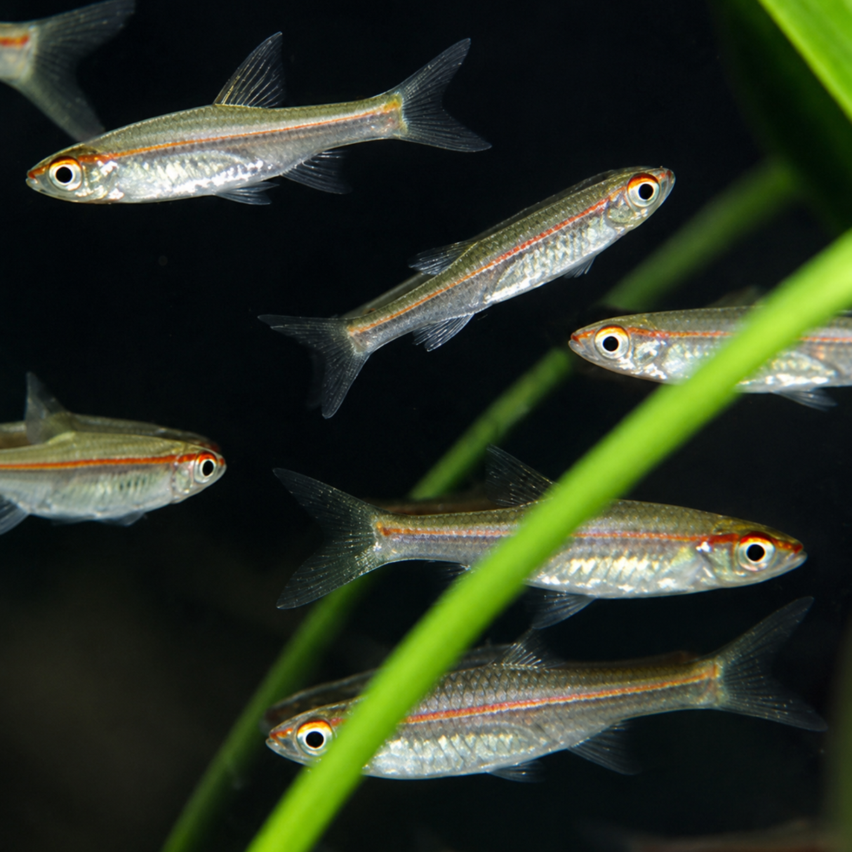 Live Fish Trigonopoma | Single