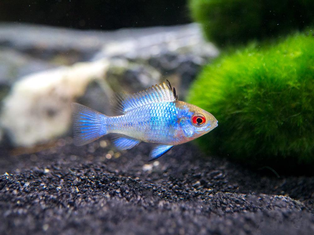 Live Fish Red Head Blue Ram | Single