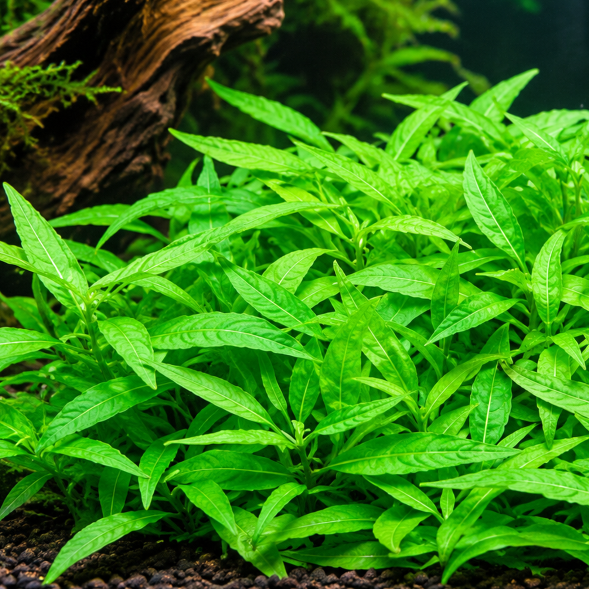 Sreepadma A29 Staurogyne Porto Velho | TC Live Plants