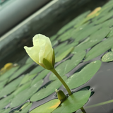 CAP Water Poppy | Cup Live Plants Buy 1 Get 1 Offer