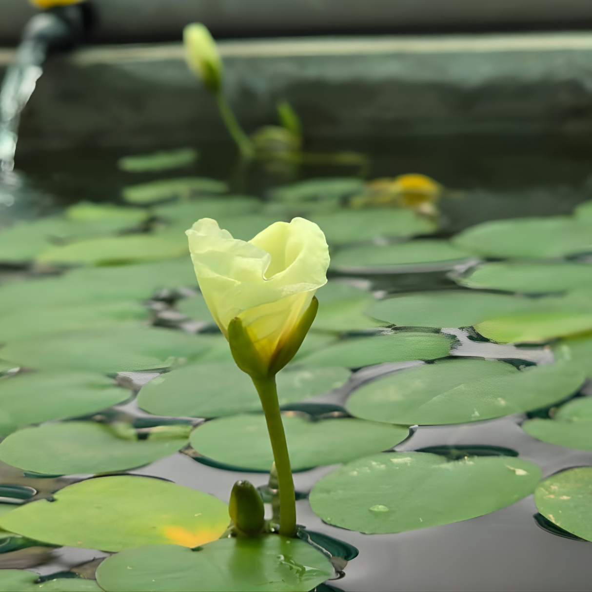 CAP Water Poppy | Cup Live Plants Buy 1 Get 1 Offer