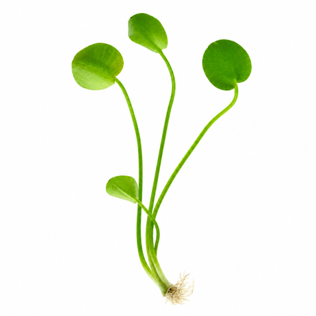 CAP Water Poppy | Cup Live Plants
