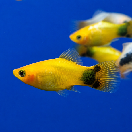 Live Fish Platy